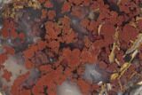 Polished Agate Nodule Section - Kerrouchen, Morocco #187110-1